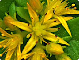 Attēlu rezultāti vaicājumam “Sedum aizoon fruit”