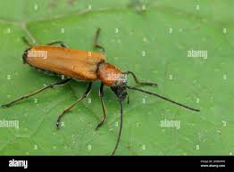 Attēlu rezultāti vaicājumam “Anogcodes melanurus”