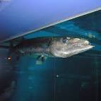 Barracuda in the Osaka - via Daymix