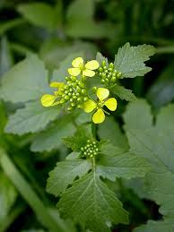 Attēlu rezultāti vaicājumam “Sinapis alba leaf”