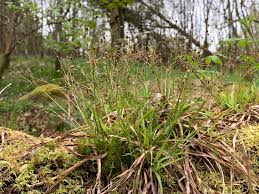 Attēlu rezultāti vaicājumam “Luzula pilosa bud”
