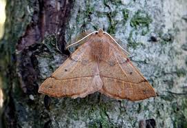 Attēlu rezultāti vaicājumam “Colotois pennaria”