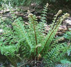 Attēlu rezultāti vaicājumam “Dryopteris affinis”