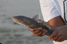 Image result for Mustelus canis