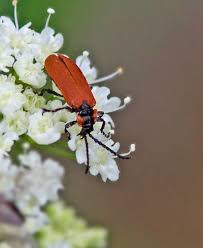 Attēlu rezultāti vaicājumam “Lygistopterus sanguineus”