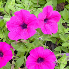 Image result for Petunia