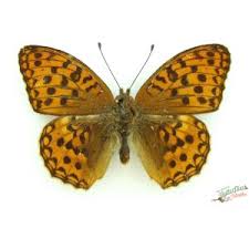 Attēlu rezultāti vaicājumam “Argynnis adippe underside”