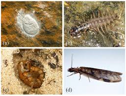 Attēlu rezultāti vaicājumam “Acronicta megacephala larva”