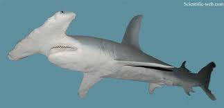 Image result for Sphyrna mokarran