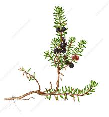 Attēlu rezultāti vaicājumam “Empetrum nigrum fruit”