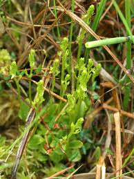 Attēlu rezultāti vaicājumam “Hammarbya paludosa leaf”