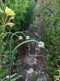 Attēlu rezultāti vaicājumam “Allium sativum”