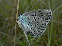 Image result for Papilionoidea