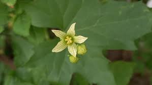 Attēlu rezultāti vaicājumam “Bryonia alba flower”