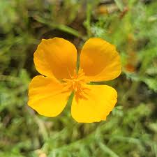 Attēlu rezultāti vaicājumam “Eschscholzia californica”