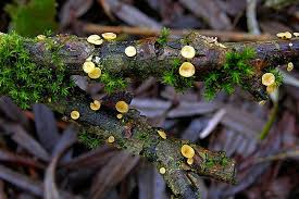 Attēlu rezultāti vaicājumam “Hymenoscyphus calyculus”