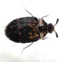 Attēlu rezultāti vaicājumam “Anthrenus sp.”