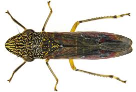 Attēlu rezultāti vaicājumam “Agrochola litura imago”