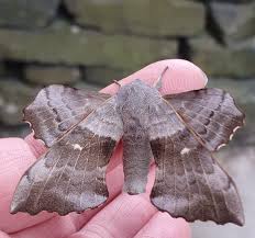 Attēlu rezultāti vaicājumam “Laothoe populi imago”