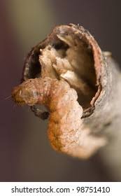 Attēlu rezultāti vaicājumam “Polia nebulosa”