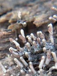 Attēlu rezultāti vaicājumam “Stemonitopsis typhina”