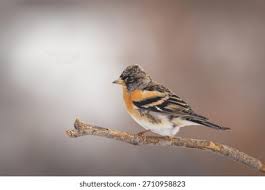 Attēlu rezultāti vaicājumam “Fringilla montifringilla”