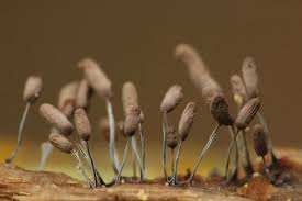 Attēlu rezultāti vaicājumam “Stemonitopsis typhina young”