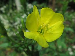 Attēlu rezultāti vaicājumam “Onagraceae”