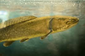 Image result for Amia calva