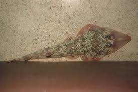 Image result for Pseudobatos lentiginosus