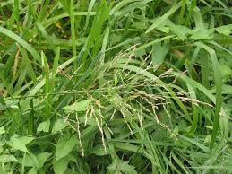 Attēlu rezultāti vaicājumam “Glyceria maxima leaf”