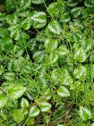 Attēlu rezultāti vaicājumam “Lamiastrum galeobdolon leaf”