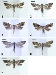 Attēlu rezultāti vaicājumam “Glyphipterigidae”