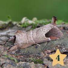 Attēlu rezultāti vaicājumam “Clostera curtula”