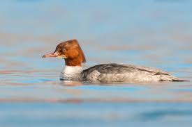 Attēlu rezultāti vaicājumam “Mergus merganser female”