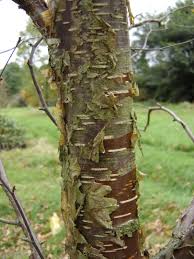 Attēlu rezultāti vaicājumam “Betula alleghaniensis”