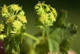 Attēlu rezultāti vaicājumam “Alchemilla subcrenata”