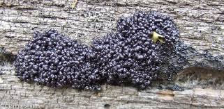 Attēlu rezultāti vaicājumam “Lindbladia tubulina”