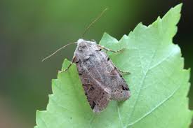 Attēlu rezultāti vaicājumam “Agrochola litura”