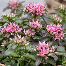 Image result for Mauerpfeffer