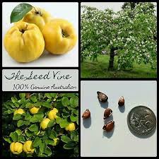 Attēlu rezultāti vaicājumam “Cydonia oblonga fruit”