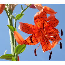 Attēlu rezultāti vaicājumam “Lilium lancifolium”