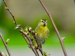 Attēlu rezultāti vaicājumam “Carduelis spinus female”