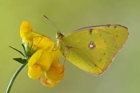 Attēlu rezultāti vaicājumam “Colias croceus underside”