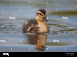 Attēlu rezultāti vaicājumam “Anas platyrhynchos juvenile”