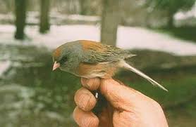 Image result for Junco hyemalis