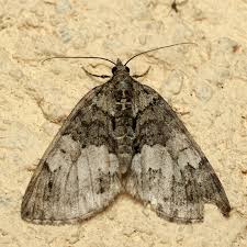 Attēlu rezultāti vaicājumam “Hydriomena impluviata”