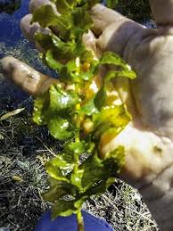 Attēlu rezultāti vaicājumam “Potamogeton perfoliatus flower”