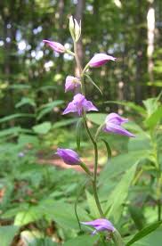Attēlu rezultāti vaicājumam “Cephalanthera rubra leaf”