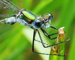 Attēlu rezultāti vaicājumam “Lestes sponsa”